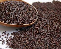 Mustard Seeds Yellow,Black/Brown, & Mixed)